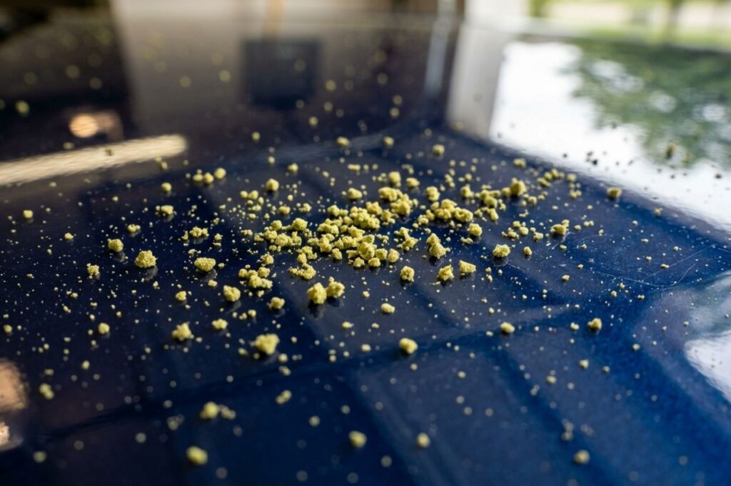 yellow-green pollen particles resting on glossy car clear coat