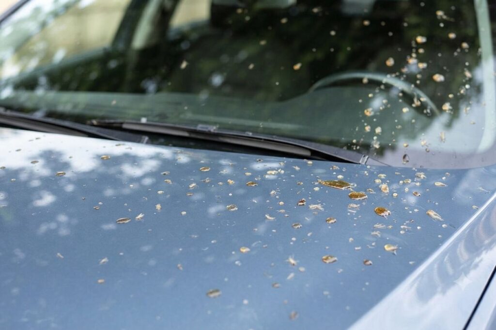Honeydew and tree sap marking on a car hood