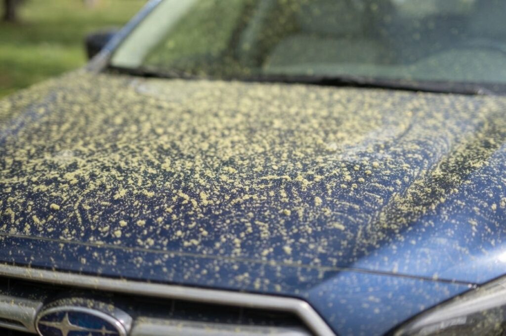 Pollen covered car